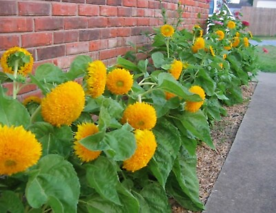#ad 25 Teddy Bear Dwarf Sunflower Seeds Heirloom NON GMO Always Fresh Seeds Cute
