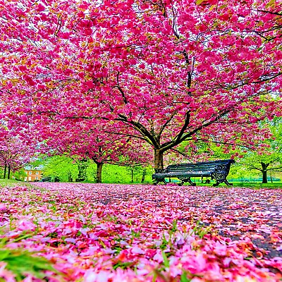 #ad JAPANESE SAKURA CHERRY BLOSSOM TREE SEEDS Prunus sargentii Hardy Flower Plant