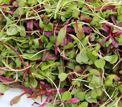 #ad Spicy Salad Microgreen Seeds Non GMO Heirloom High Germination Fast Shipping