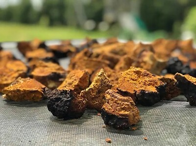 1 lb Chaga Mushroom Premium West Virginia Wild Foraged Dried Organic Chunks