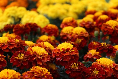 #ad #ad 300 Marigold African quot;Crackerjack Mixquot; Seeds 24 30 Inches US SELLER NON GMO