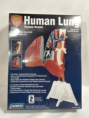 New Lindberg Human Lung Anatomically Accurate Correct Plastic Science Model Kit
