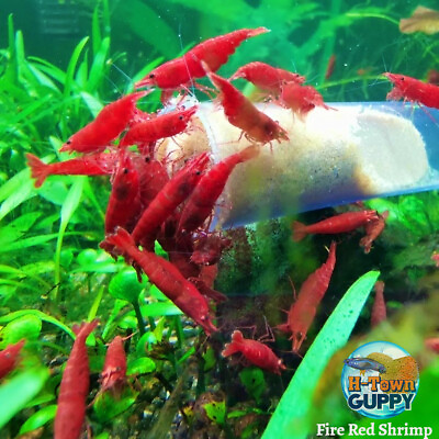 101 Fire Red Cherry Freshwater Neocaridina Aquarium Shrimp. Live Guarantee
