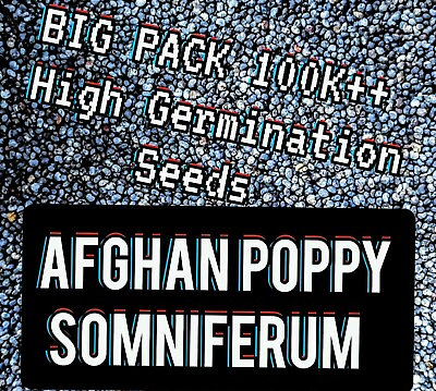 FREE SHIP 100000 Afghan Blue Poppy SOMNIFERUM Seeds BIG PACK ONE OZ 1 Ounce
