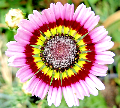 #ad 500 PAINTED DAISY TRICOLOR SPRING MIX SEEDS GIGANTIC FLOWERS BUTTERFLIES BEES