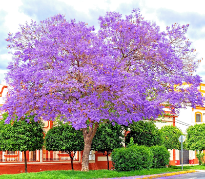 #ad 80 BLUE JACARANDA MIMOSIFOLIA SEEDS FAST GROWING PERENNIAL FLOWERING FERN TREE
