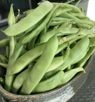 #ad Bean Roma II Italian Flat Bush Green Bean Heirloom NON GMO 120 Seeds