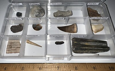 #ad #ad Labeled 12 REAL Fossil Lot Collection DINOSAUR ICE AGE MOSASAUR SHARK TOOTH