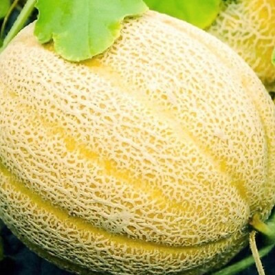 Hales Best Jumbo Cantaloupe Seeds NON GMO Heirloom Fresh Garden Seeds