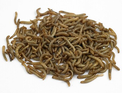 #ad Live Medium Mealworms Organically Raised Free Shipping Live Arrival Guarantee