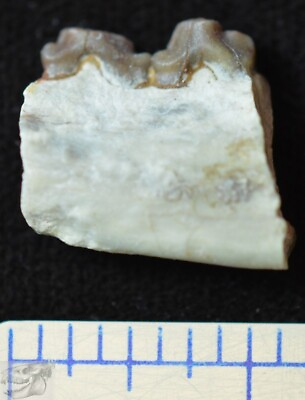 #ad Rare Tiny Dog Jaw Hesperocyon gregarious Fossil South Dakota Oligocene K319
