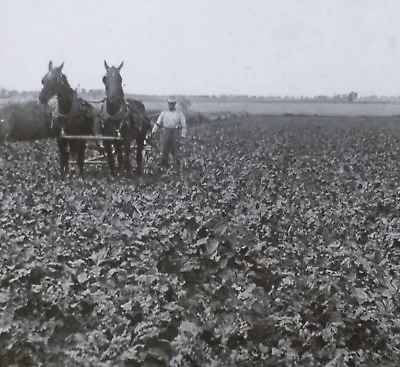#ad Cultivating Field of Sugar Beets in Colorado c1910s Magic Lantern Glass Slide