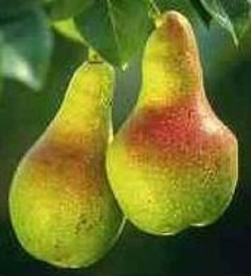 1 Bartlett Pear Tree Hefty 18inch Fast Growing Fruit for Garden Landscaping
