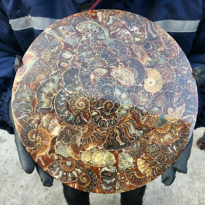 #ad #ad TOP！10Inch Natural Ammonite Disc Fossil Conch Specimen Healing 1PC 800g 1000g.