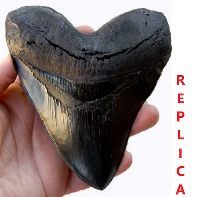 #ad Megalodon Tooth 5.5” Massive Beautiful Fossil Shark Teeth Fossil Sharks Teeth